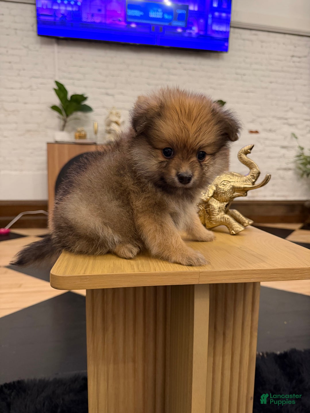 Pomeranian dogs for sale: Teddy Bear - Ad 2