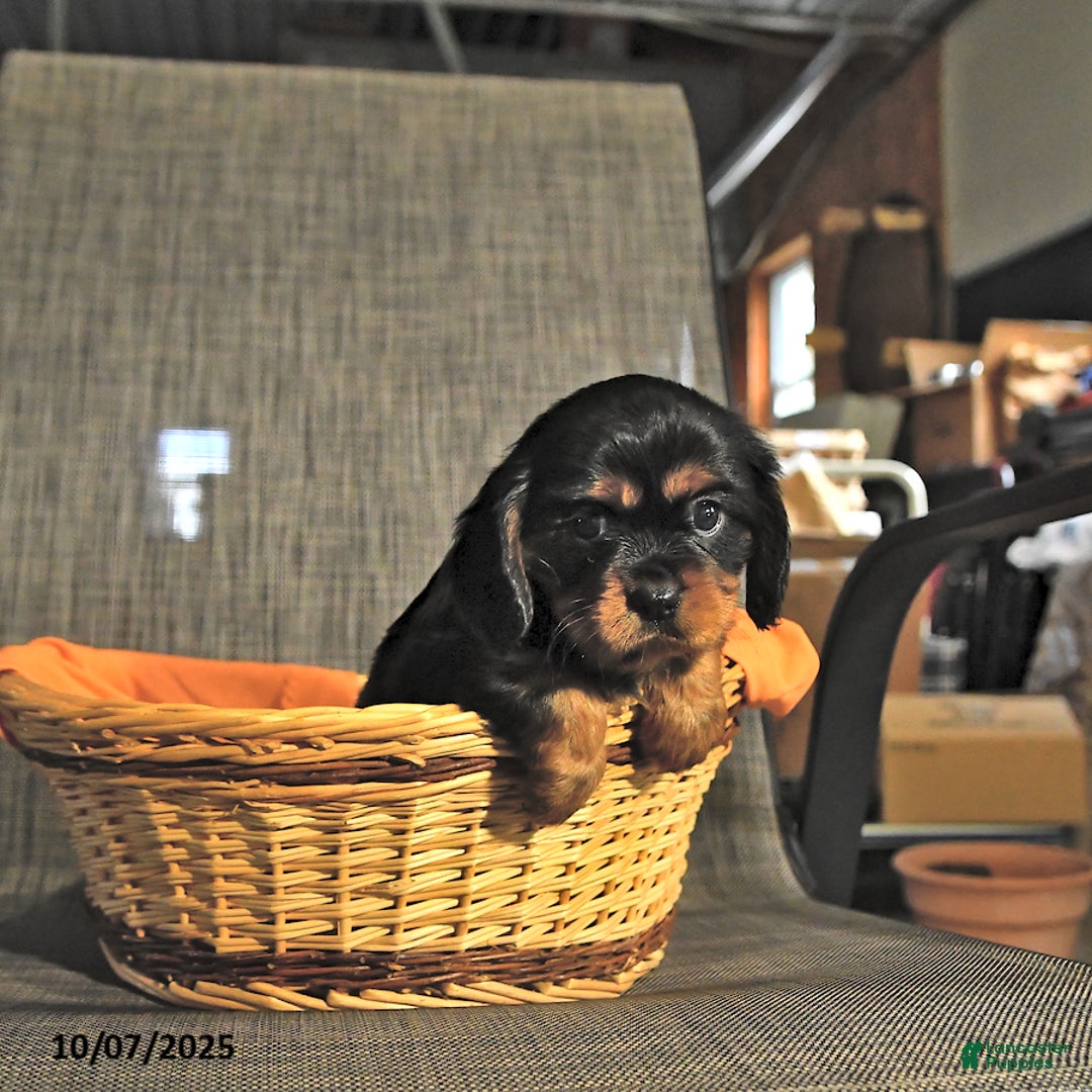 Cavalier King Charles Spaniel dogs for sale: Lady - Ad 2