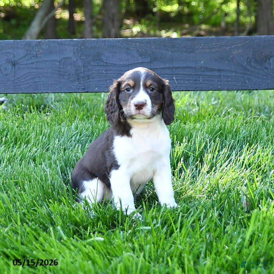 English Springer Spaniel dogs Gracie - Ad 1