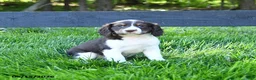 English Springer Spaniel dogs for sale: Gracie - Ad 1