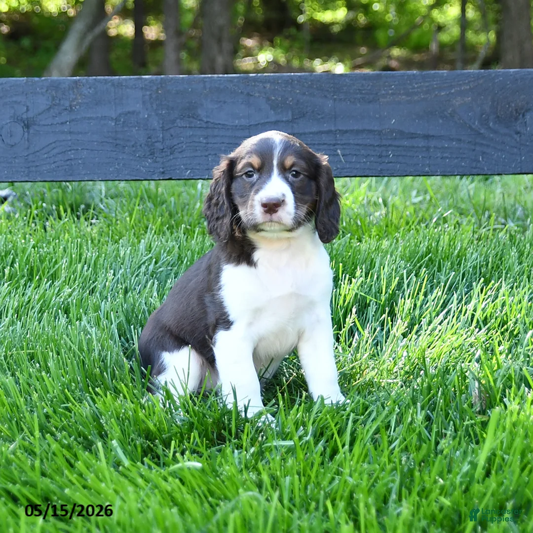 English Springer Spaniel dogs for sale: Gracie - Ad 1