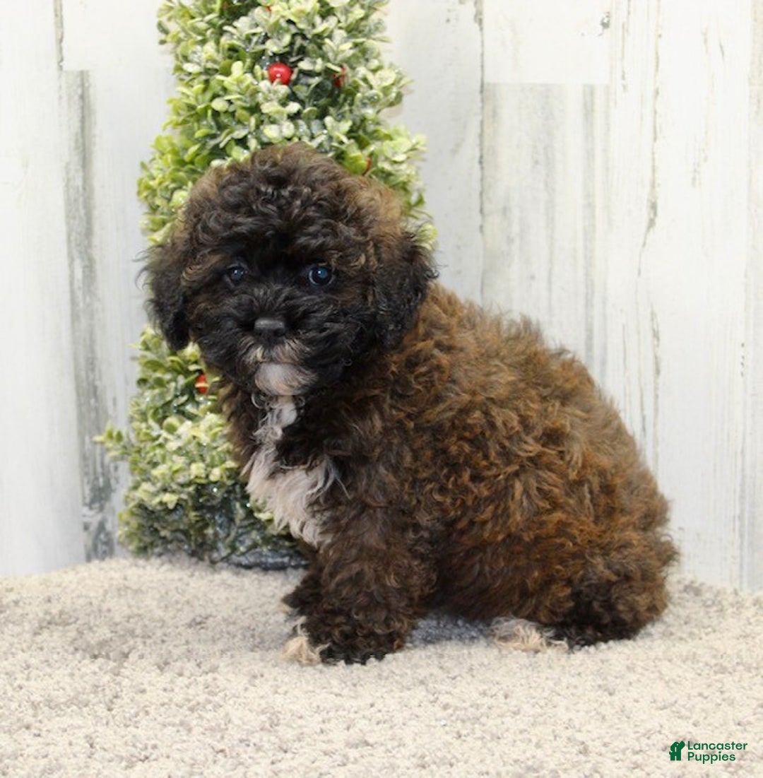 Shihpoo dogs for sale: Beanie - Ad 5