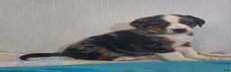 Mixed Breed dogs for sale: Nate - Ad 3