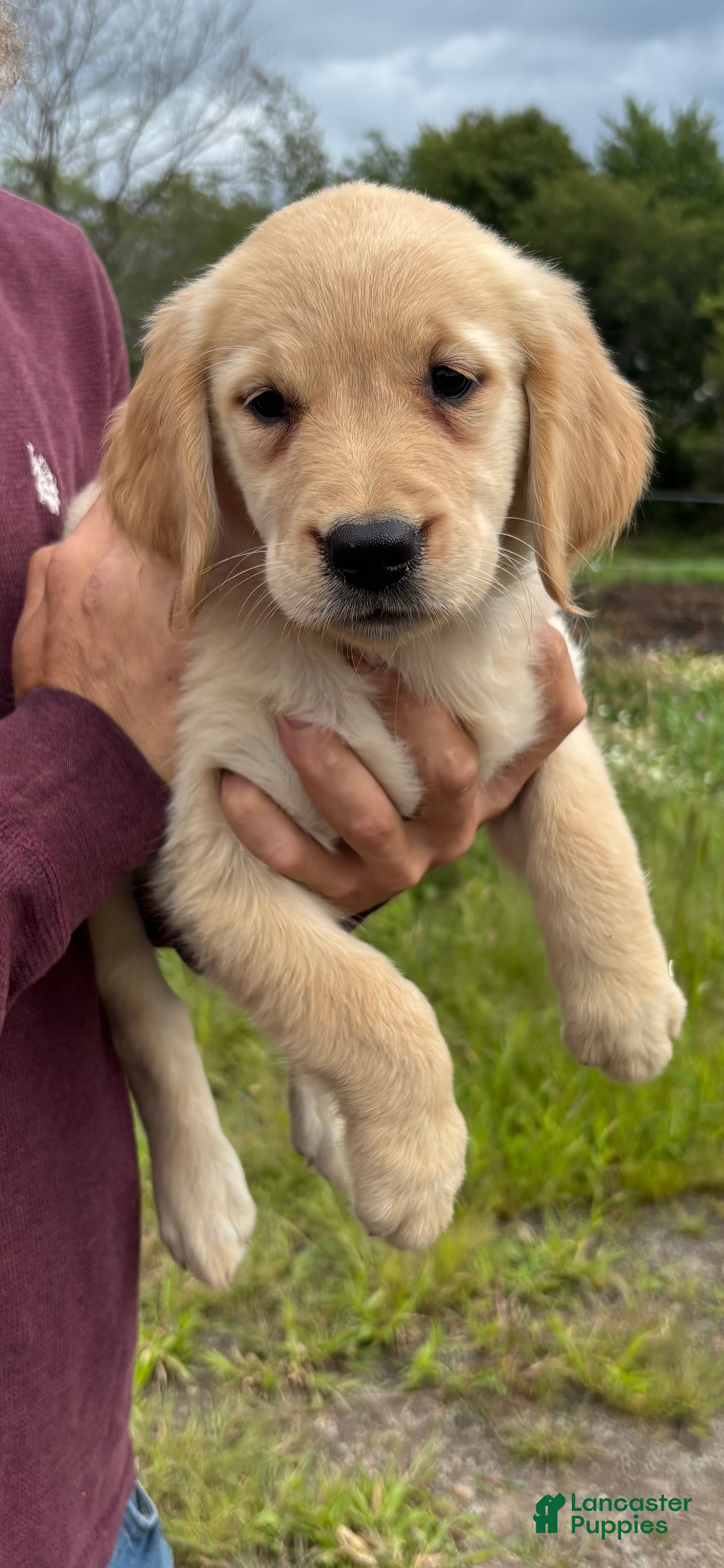 Golden Retriever dogs Cora  - Ad 1