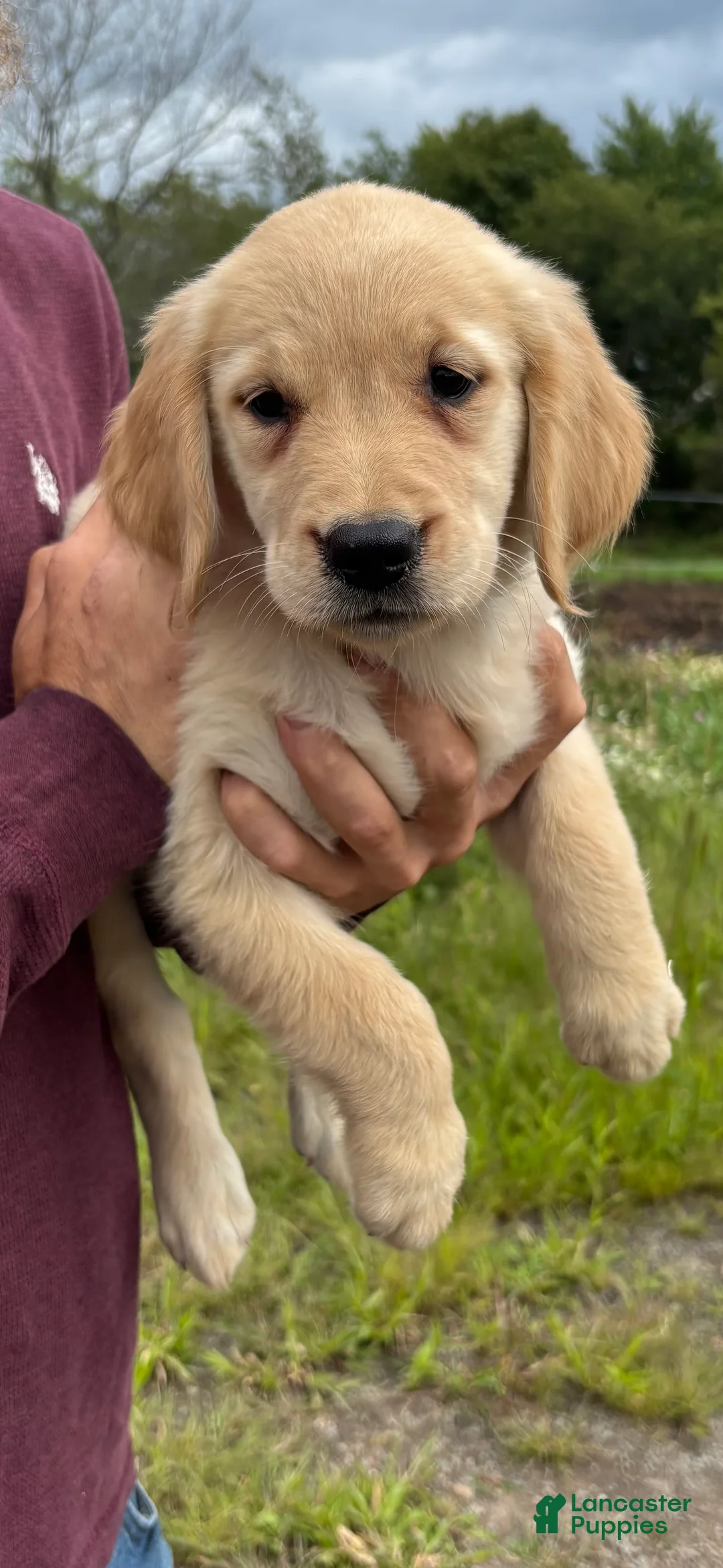 Golden Retriever dogs for sale: Cora  - Ad 1