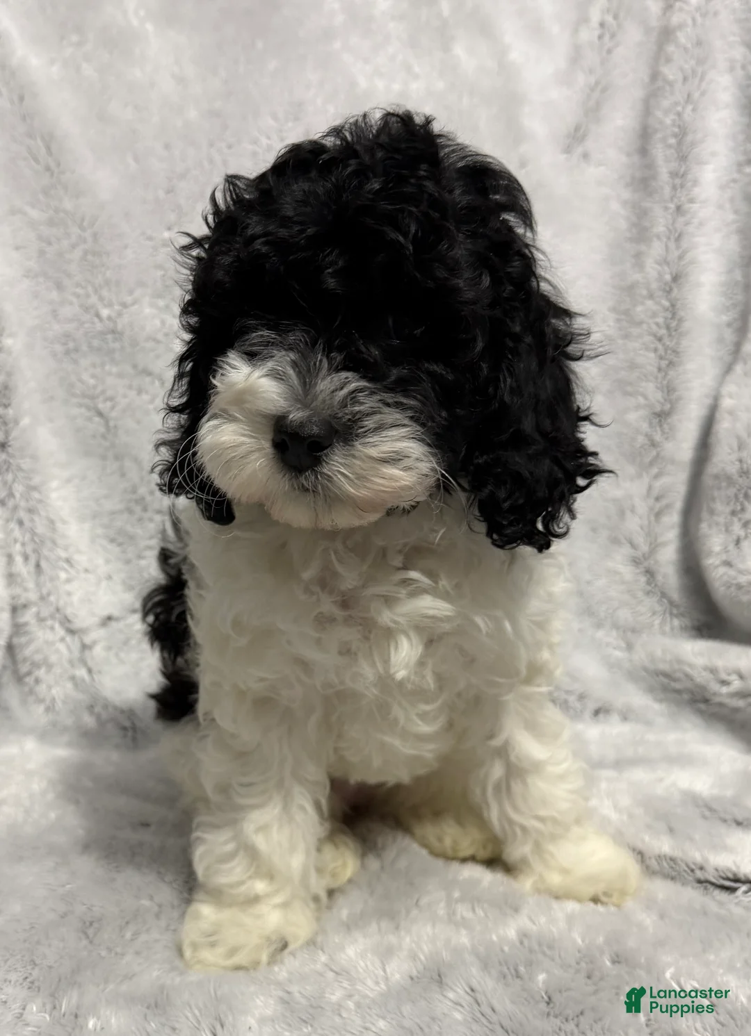 Cavapoo dogs for sale: Abby - Ad 3
