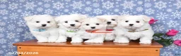 Maltese dogs for sale: Lucy - Ad 3