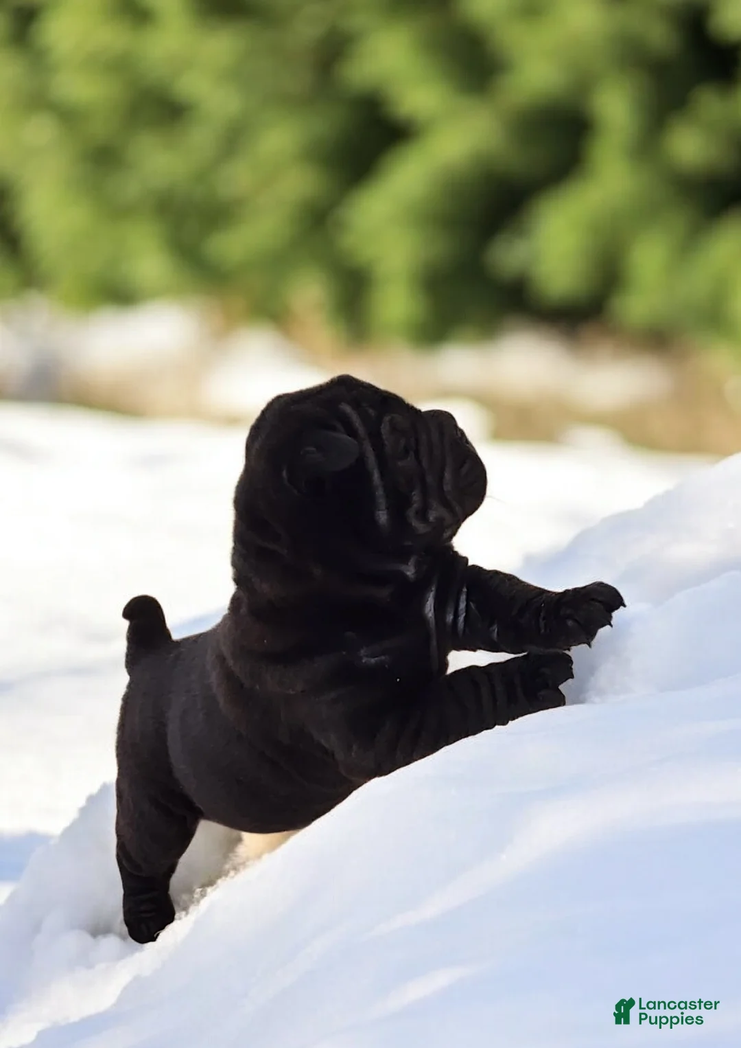 Shar Pei dogs for sale: Raven mini  - Ad 10