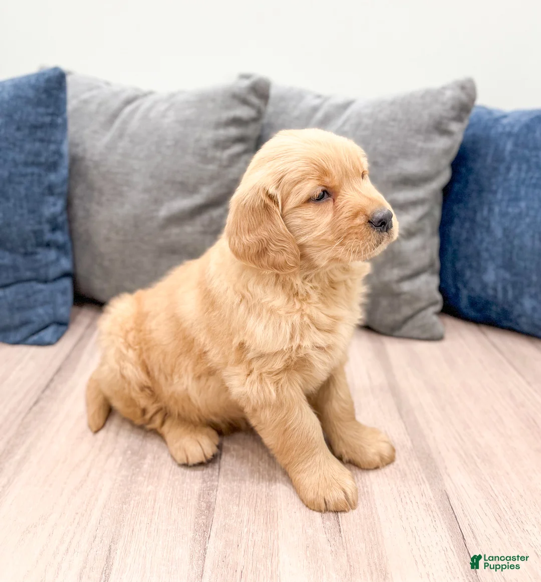 Golden Retriever dogs for sale: George - Ad 5