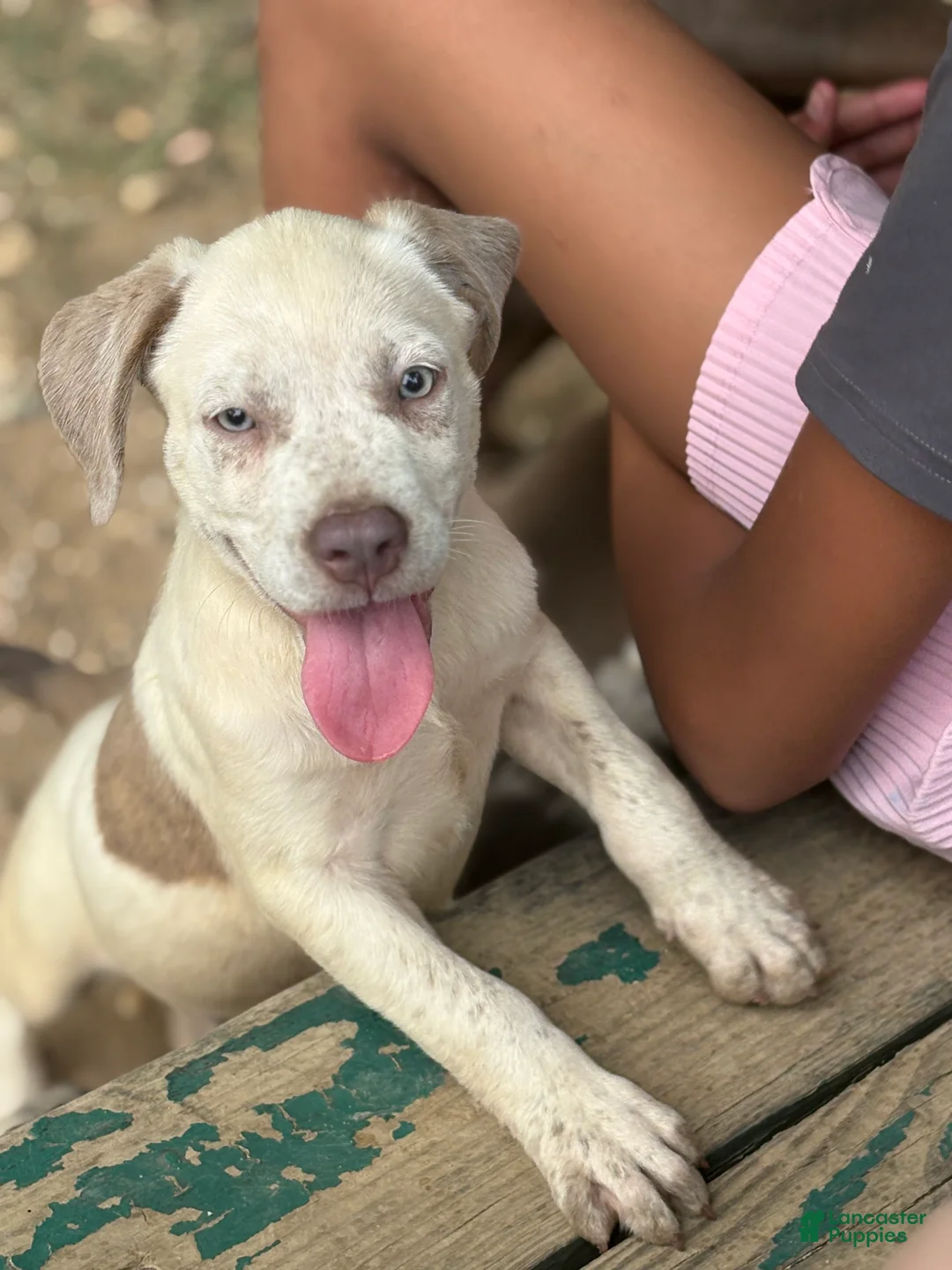 American Bully dogs for sale: Casper - Ad 1