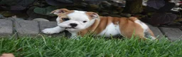 English Bulldog dogs for sale: Zara - Ad 3