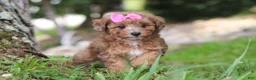 Miniature Poodle dogs for sale: Mocha - Ad 3
