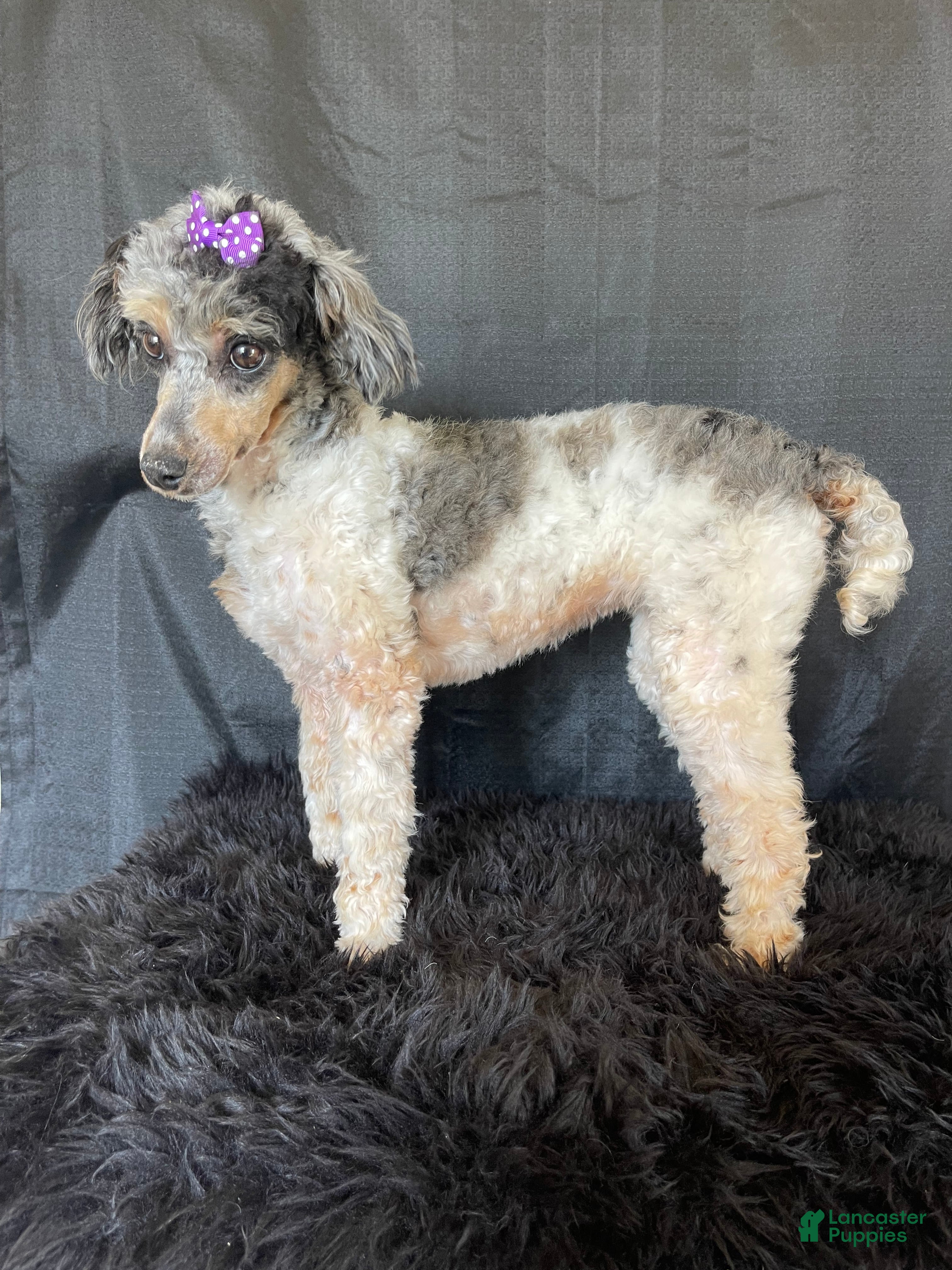 Miniature Poodle dogs Akc Clear Blue Merle Parti Phantom  - Ad 2
