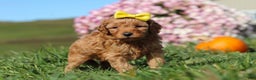 Cavapoo dogs for sale: Bianca - Ad 3
