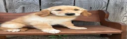 Golden Retriever dogs for sale: Duke - Ad 4