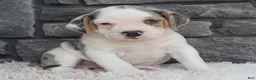 Beabull dogs for sale: Alex - Ad 4
