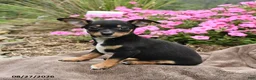 Chihuahua dogs for sale: Oreo - Ad 3