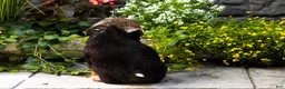 Bernese Mountain Dog dogs for sale: Marvel  - Ad 5