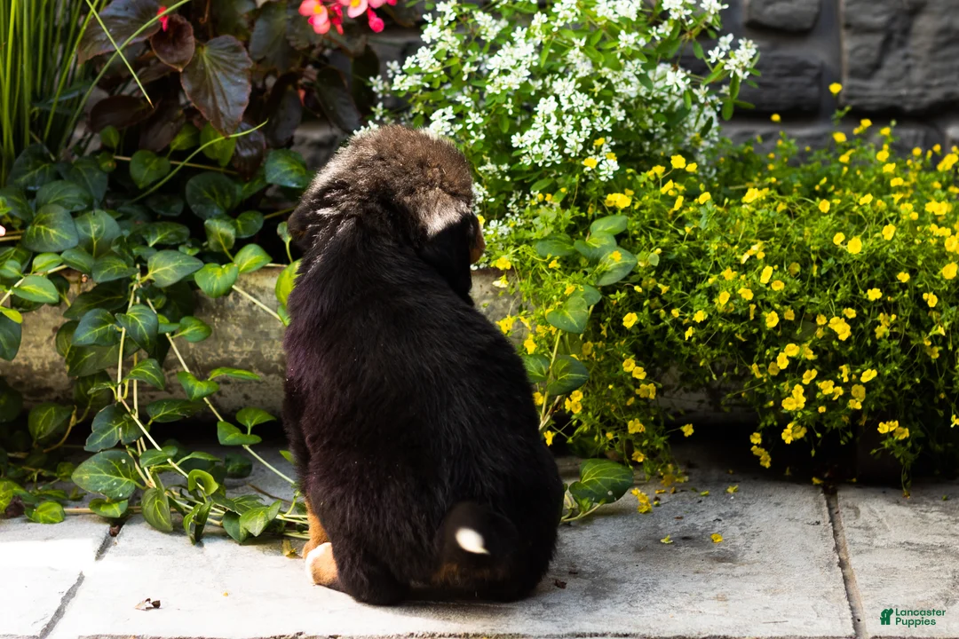 Bernese Mountain Dog dogs for sale: Marvel  - Ad 5