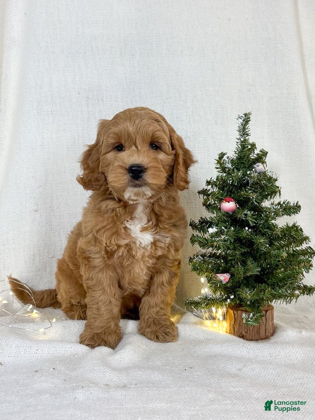 Mini Goldendoodle dogs for sale: Chip - Ad 2