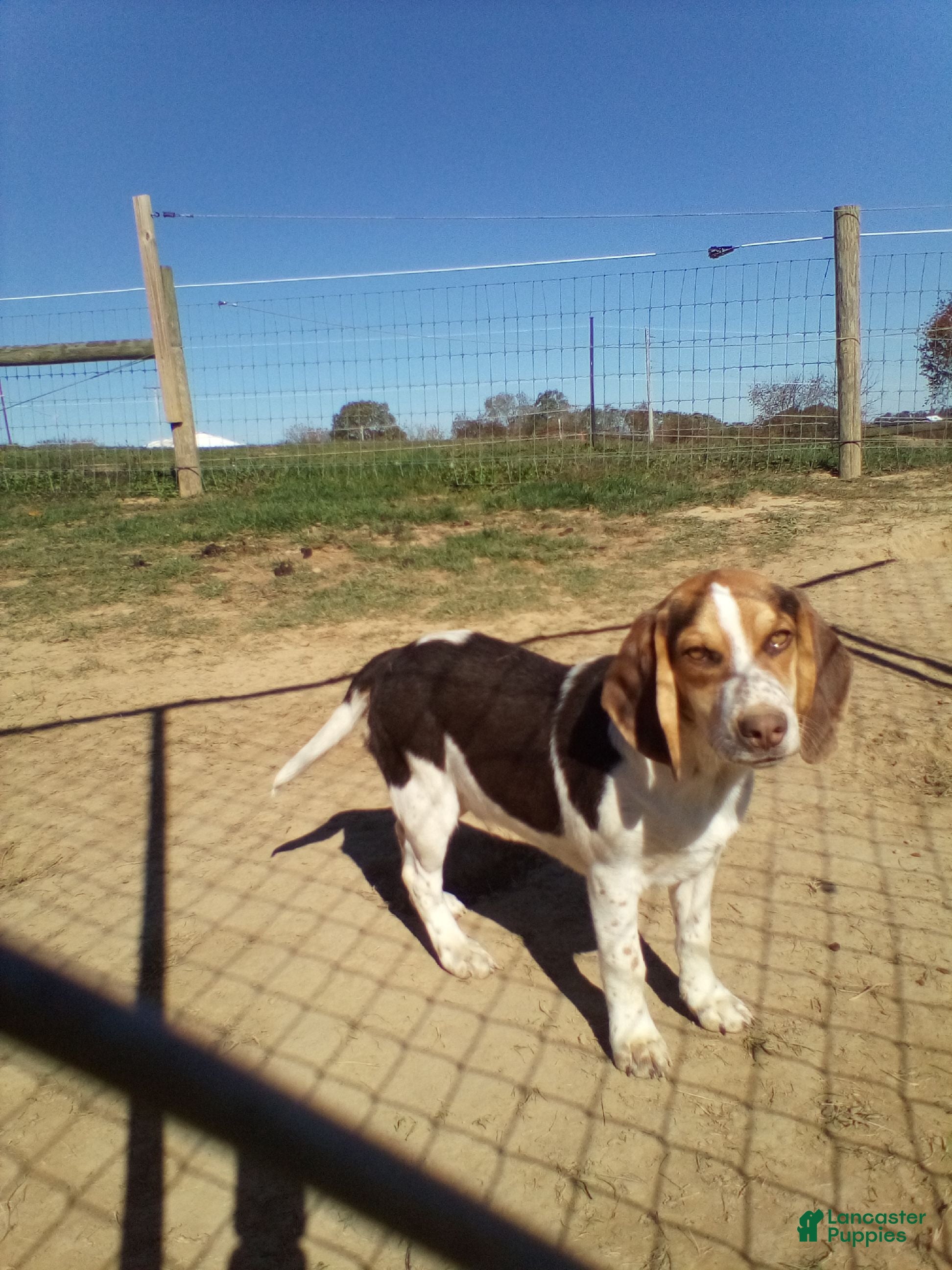 Beagle dogs Perry - Ad 15
