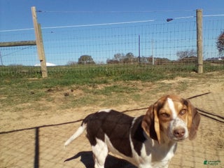 Beagle dogs Perry - Ad 5