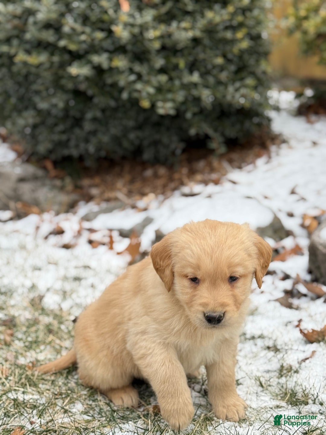 Golden Retriever dogs for sale: Sunny - Ad 11