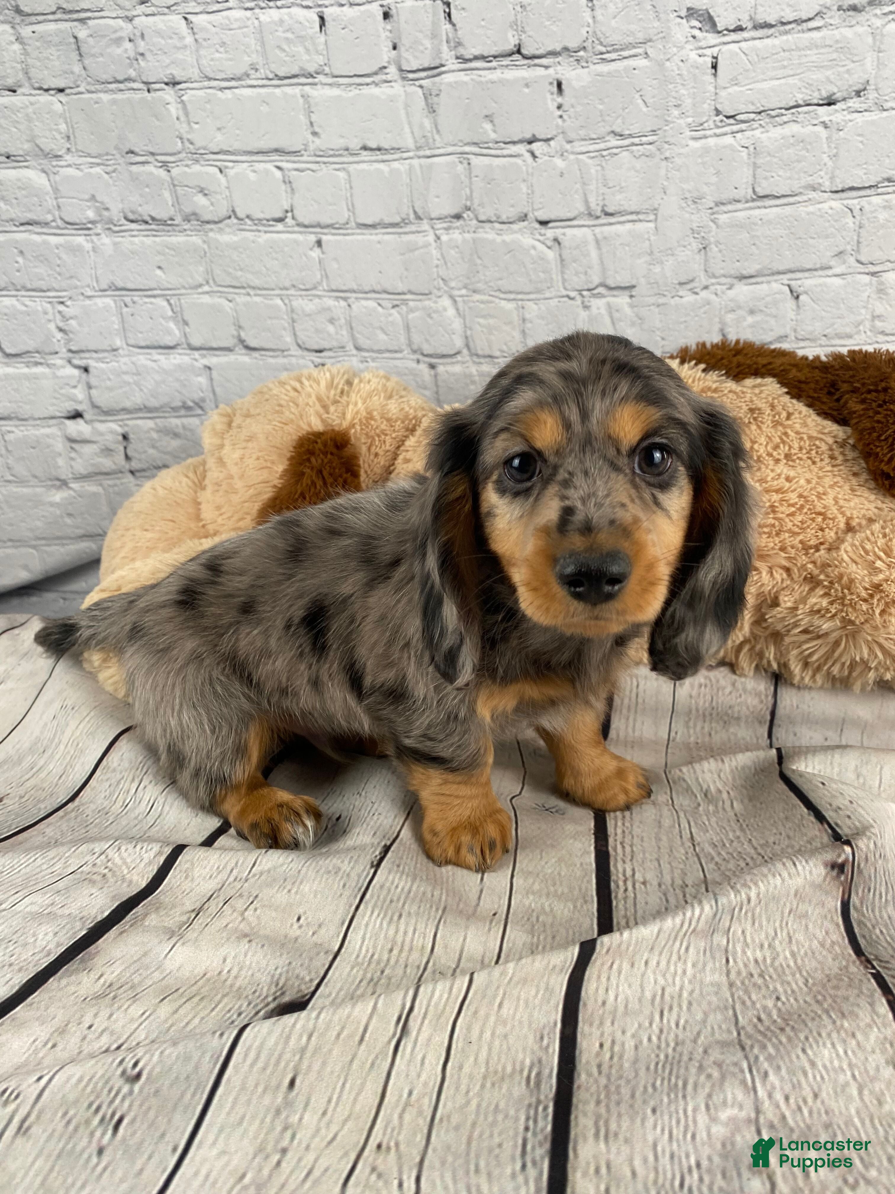 Miniature Dachshund dogs Merle - Ad 1