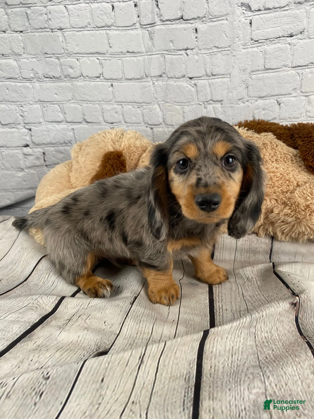 Miniature Dachshund dogs for sale: Merle - Ad 1