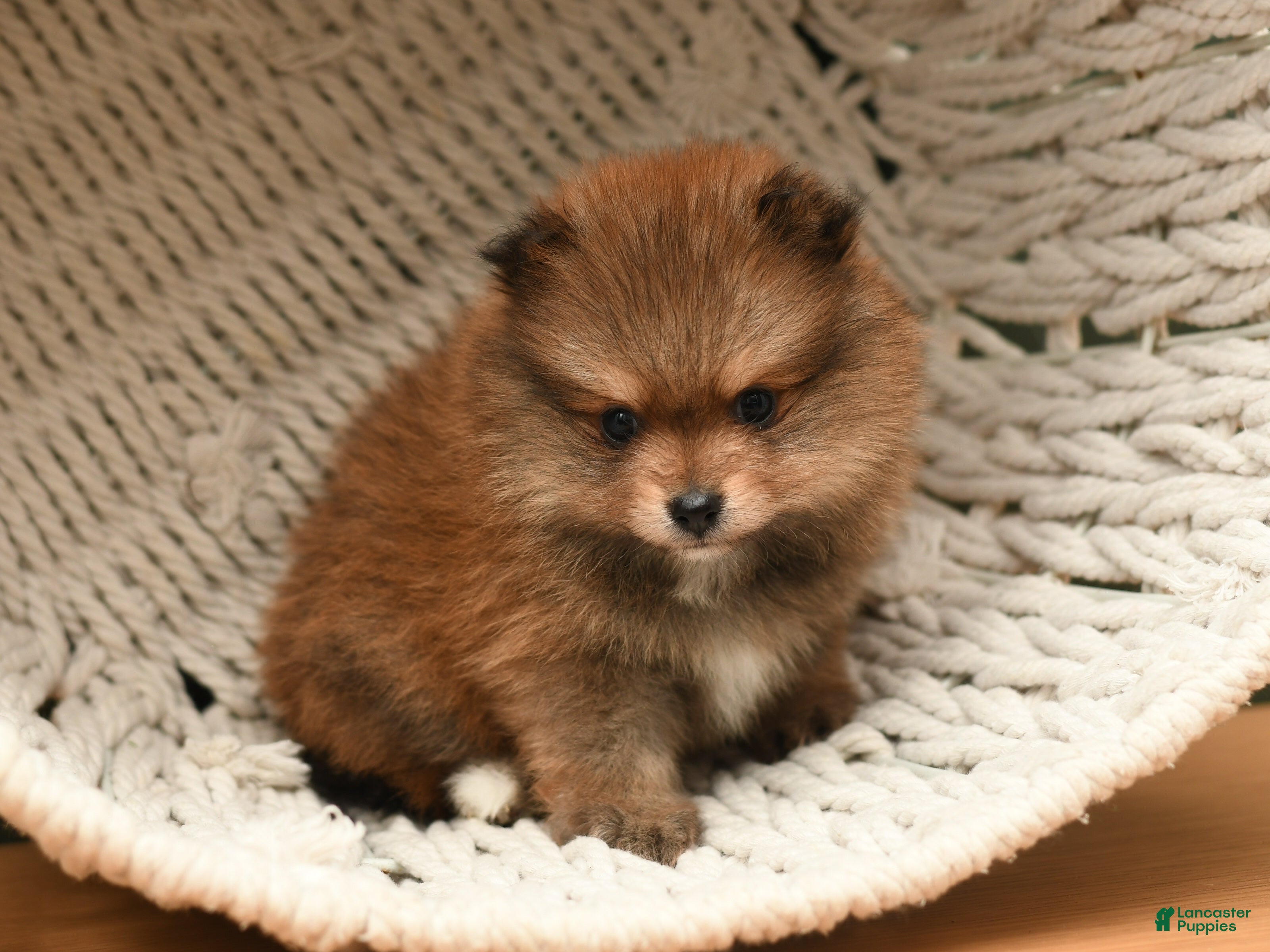 Pomeranian dogs Teddy - Ad 2
