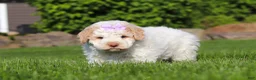 Lagotto Romagnolo dogs for sale: Kaylee - Ad 6