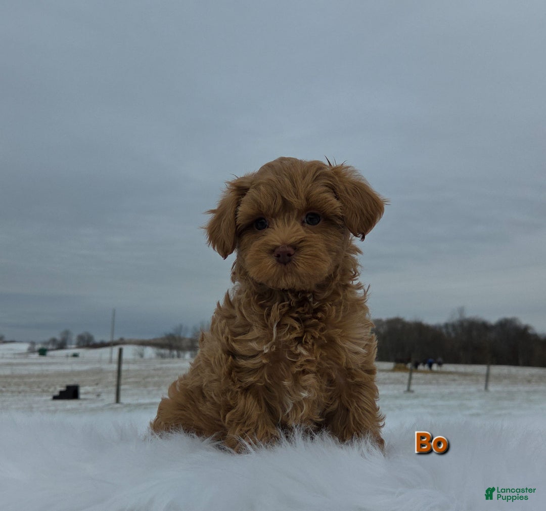 Maltipoo dogs for sale: Bo - Ad 6