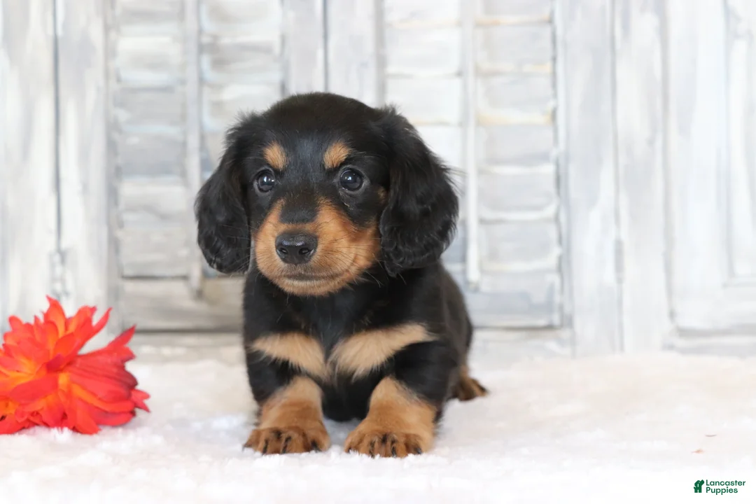 Miniature Dachshund dogs for sale: Rufus  - Ad 1