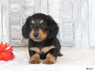 Miniature Dachshund dogs for sale: Rufus - Ad 3