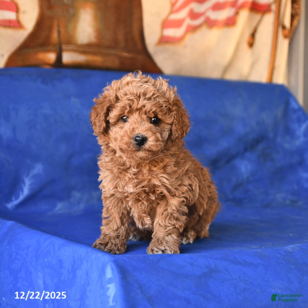 Bichpoo dogs for sale: Tucker - Ad 1
