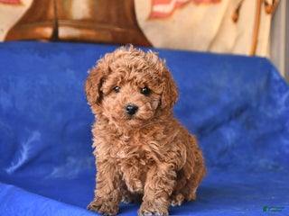 Bichpoo dogs Tucker - Ad 19