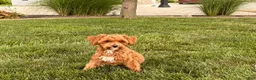 Maltipoo dogs for sale: Maltipoo Puppy 4 male  - Ad 7