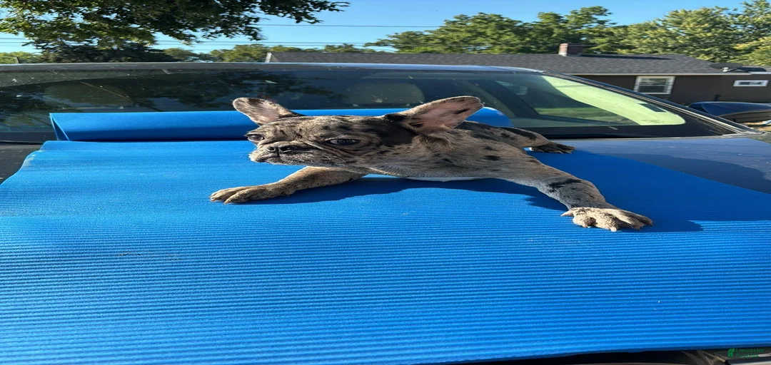 Gallery Image {{count}}