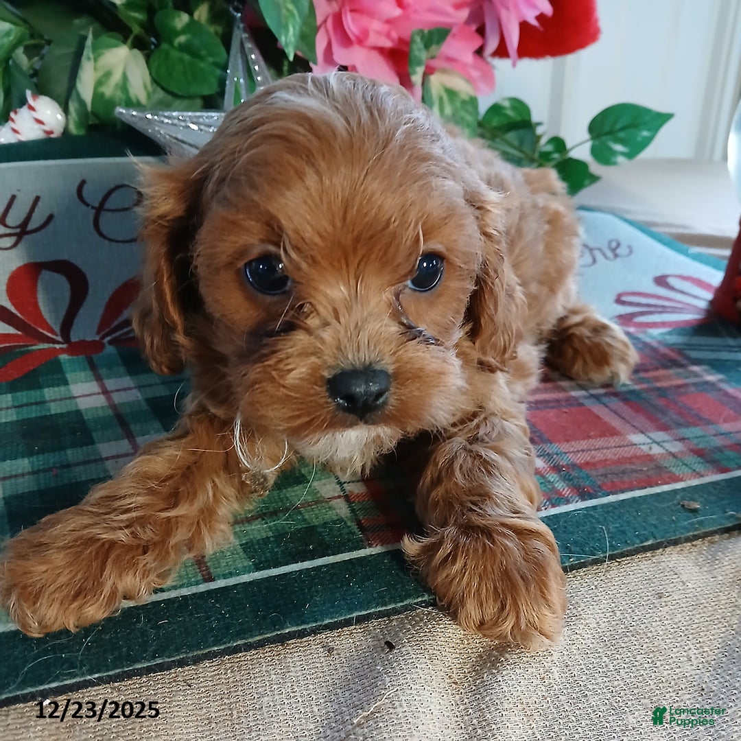 Cavapoo dogs for sale: Candy - Ad 2