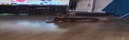 Doberman Pinscher dogs for sale: Doberman Pinscher Puppy 2 - Ad 2