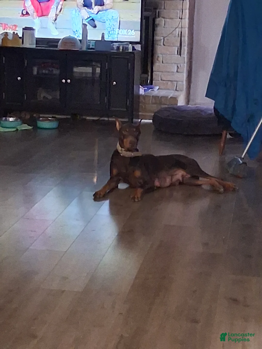 Doberman Pinscher dogs for sale: Doberman Pinscher Puppy 2 - Ad 2