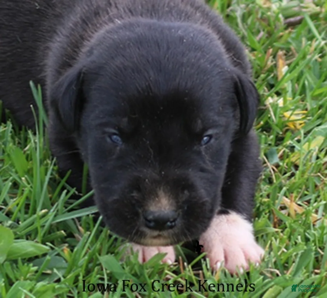 Great Dane dogs for sale: Mitzi - Ad 1