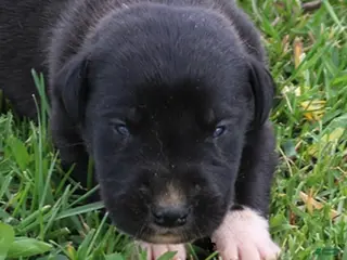 Great Dane dogs Mitzi - Ad 4