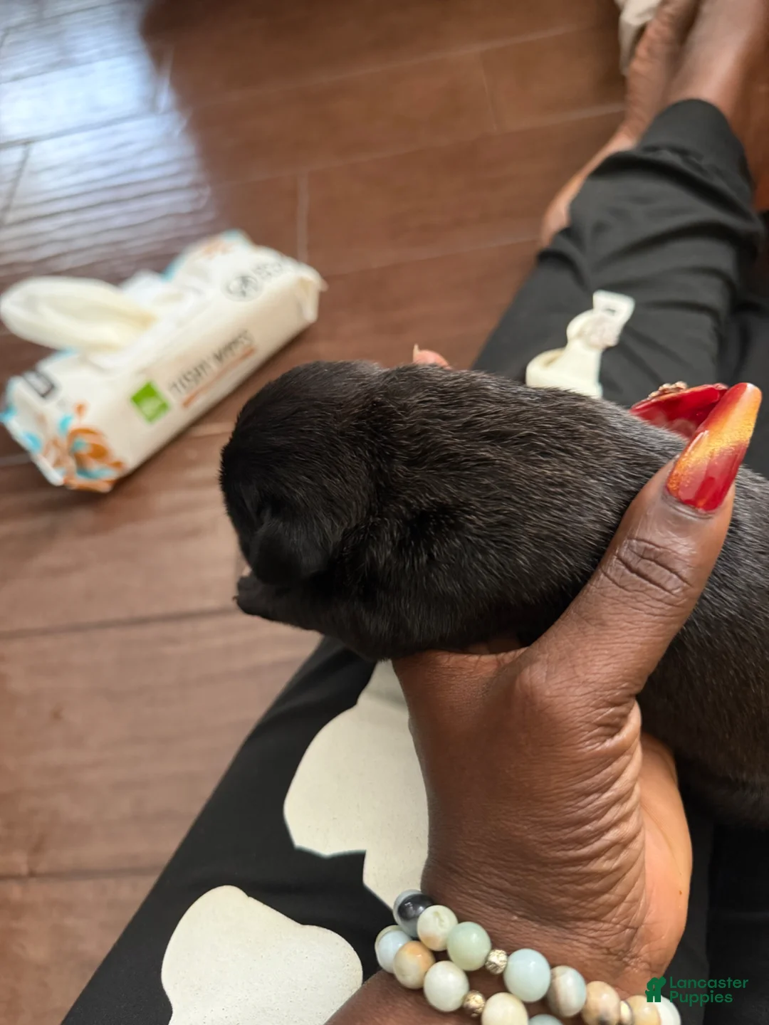 Cane Corso dogs for sale: Cane Corso Puppy 5 - Ad 2