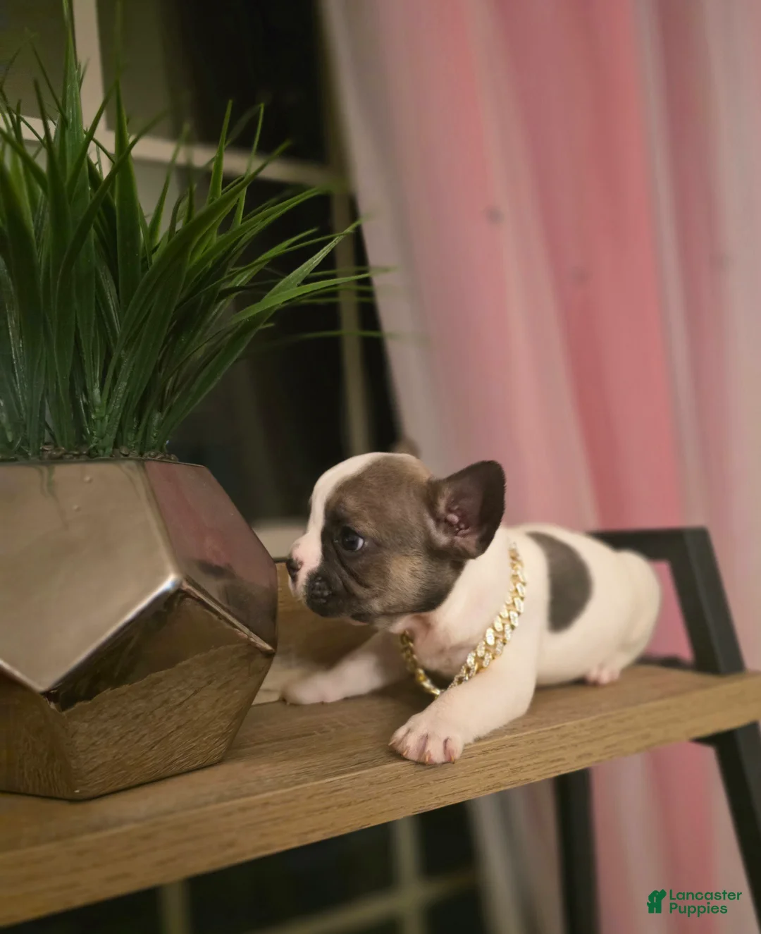 French Bulldog dogs for sale: French Bulldog Puppy 1 - Ad 1