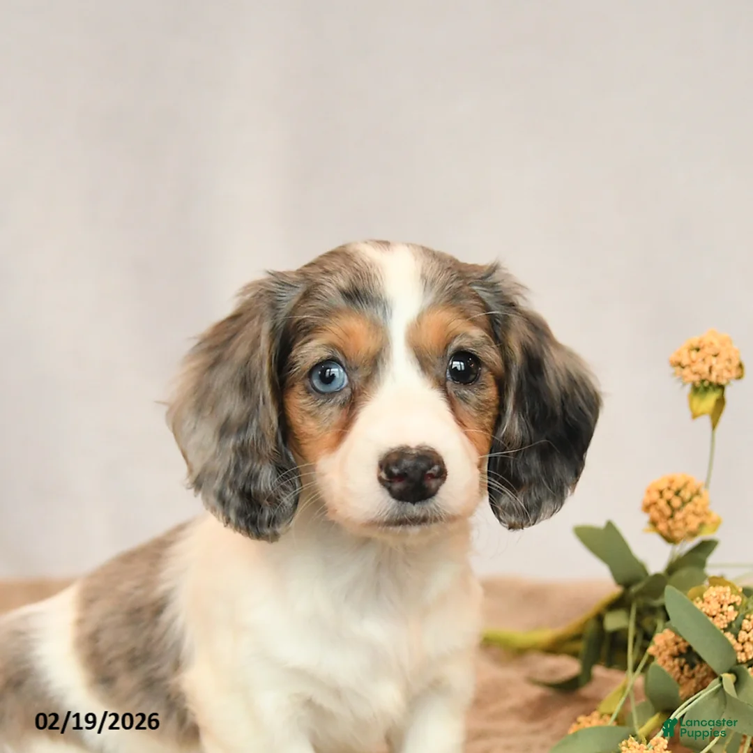 Miniature Dachshund dogs for sale: Beauty - Ad 4