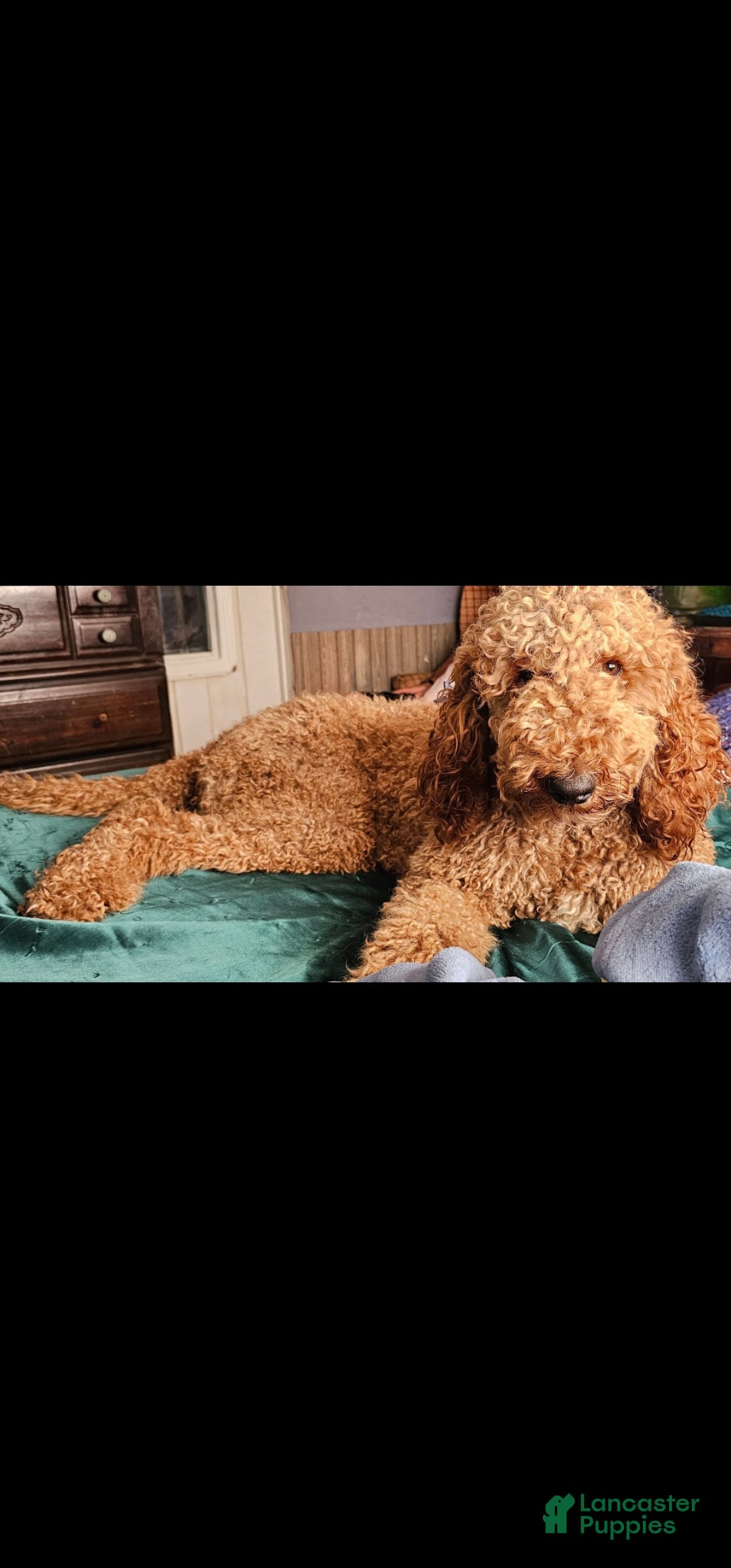 Goldendoodle dogs Goldendoodle Puppy 1 - Ad 2