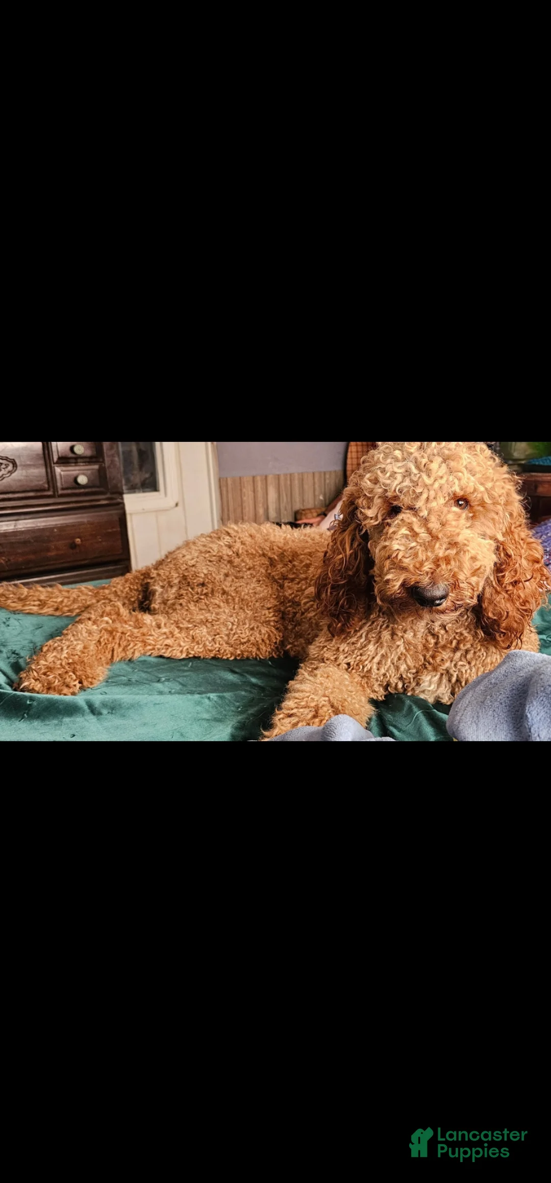 Goldendoodle dogs for sale: Goldendoodle Puppy 1 - Ad 2