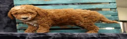 Miniature Poodle dogs for sale: Max - Ad 5