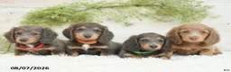 Miniature Dachshund dogs for sale: Luka - Ad 5